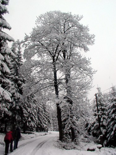 josefka_11-2004_image23.jpg